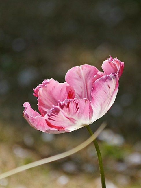 Jardin des Impressionnistes-065